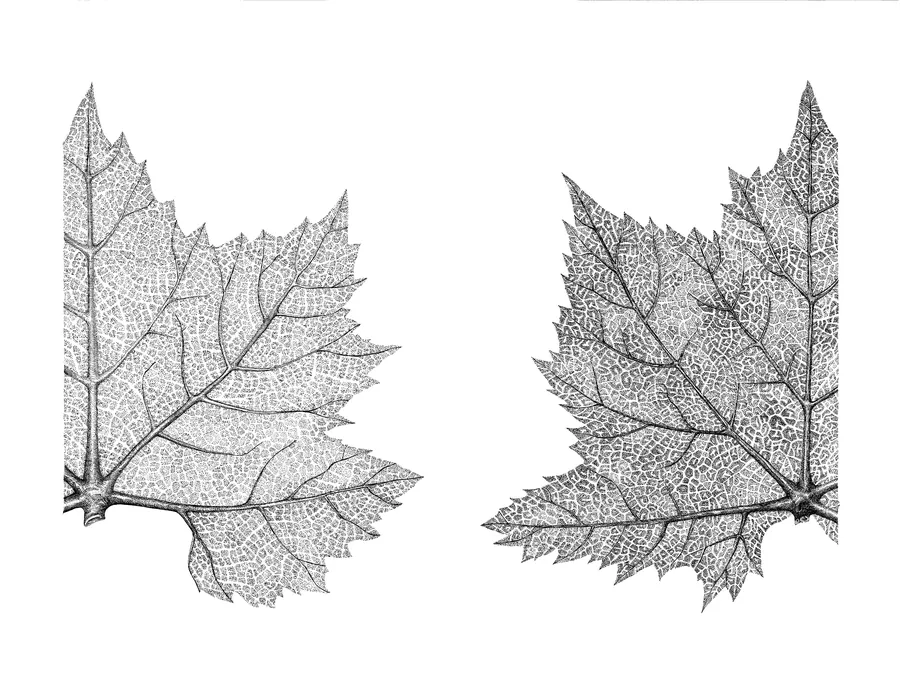 Vendanges 2022 — un millésime lumineux sur la Côte des Bar
